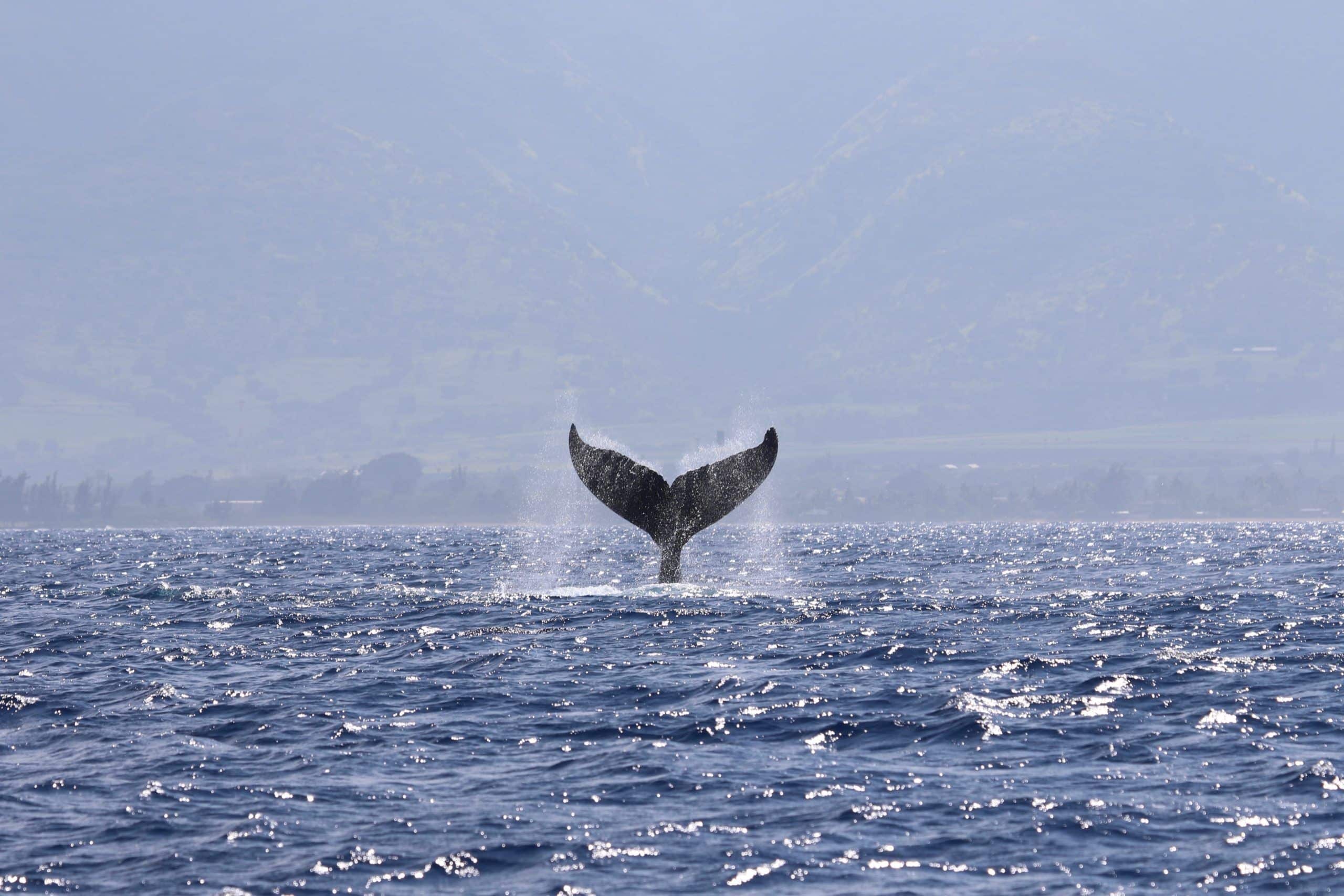 image of a whale tale of the coast of Oahu. Boat tours for whale watching on Oahu's North Shore are provided by private tour companies.