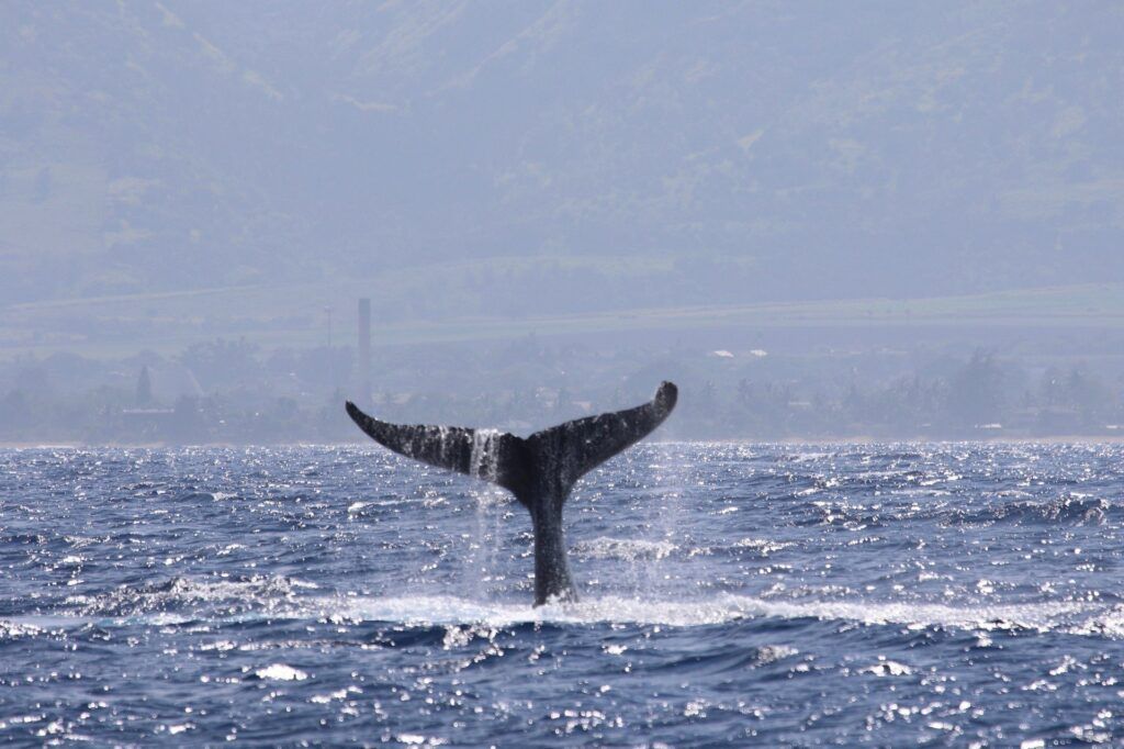 A humpback whale tail above the surface of the pacific ocean near Oahu's coastline.