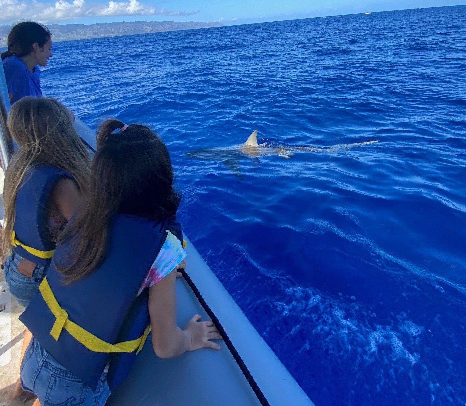 Image of a North Shore private tour group viewing sharks on Oahu. Book one of the top shark tours Hawaii has to offer.
