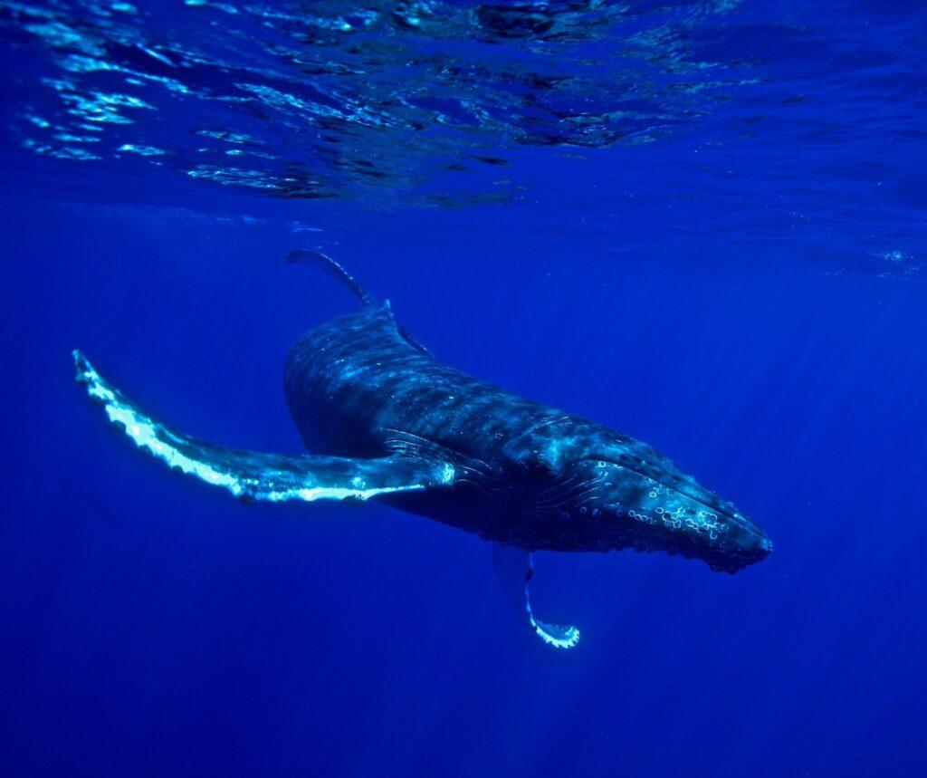 image of a pacific whale. Oahu Sightseeing tours are a great way to go whale watching on the North Shore.