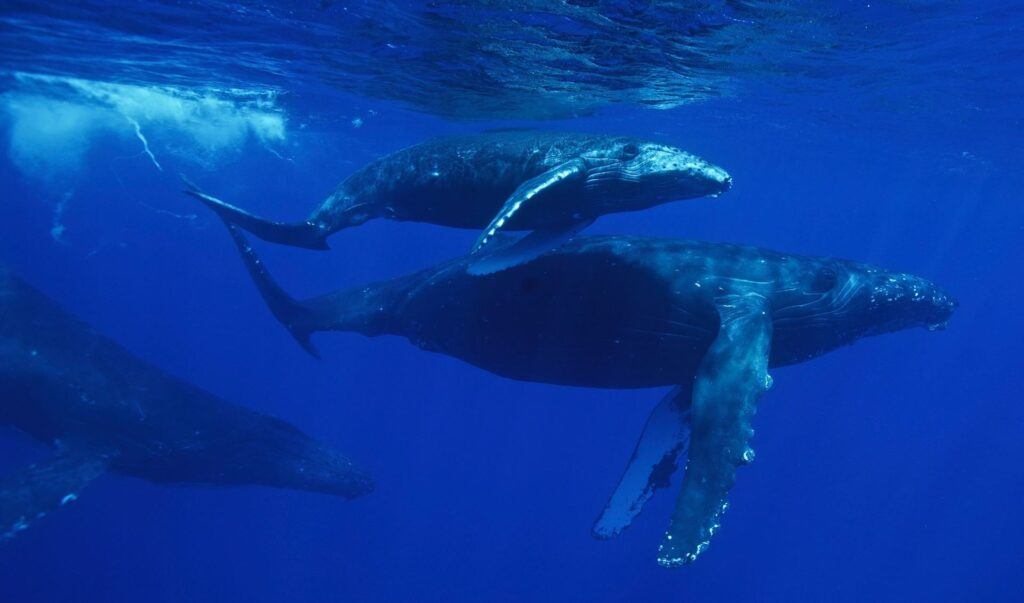 Image of a pod of whales. A good way to see whales during their migration is to take a North Shore Whale watching tour.