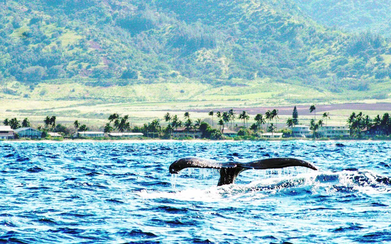 Tail of a humpback whale, North Shore, Hawaii. Whale watchers spot whales on a charter boat.